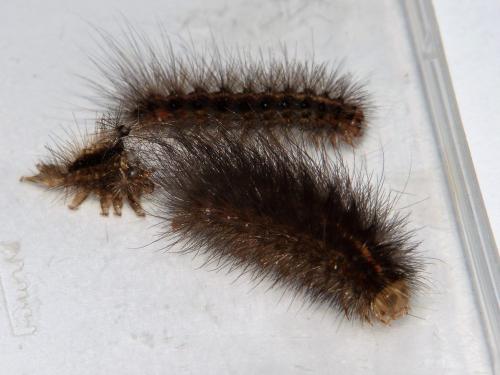 Réf. 183 254 : Spilosoma lubricipeda